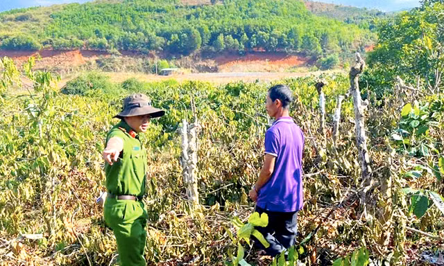 Vụ triệt hạ cả trăm cây hồ tiêu, cà phê: Gã anh rể khai do ghen tuông với em họ của vợ