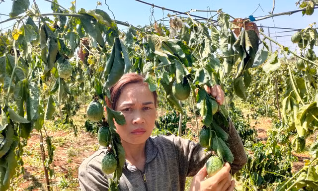 Một hộ dân ở Gia Lai bị kẻ gian chặt phá gần 600 cây cà phê, chanh dây