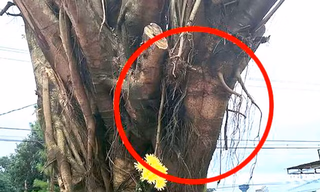 Người dân đổ xô xem cây si có hình giống mặt người, chính quyền lên tiếng