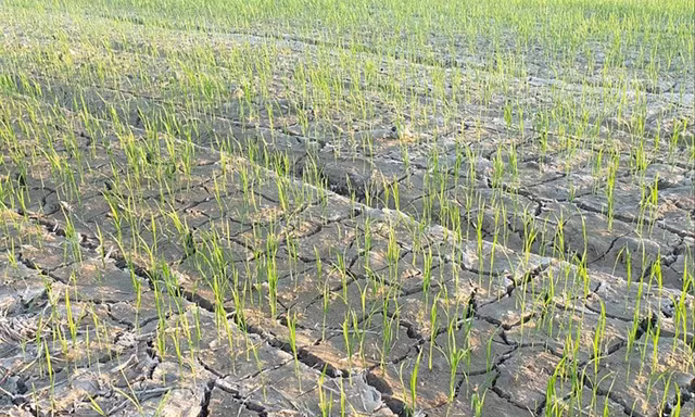 Nhiều diện tích lúa ở Nghệ An thiếu nước 