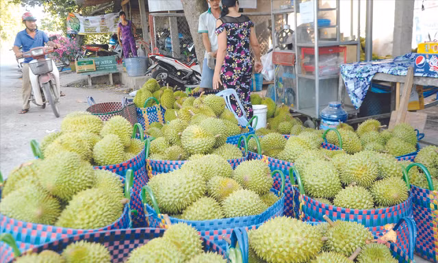 Sầu riêng là một trong những​cây trồng​nhạy cảm với mặn​cần được bảo vệ. ẢNH: CẢNH KỲ