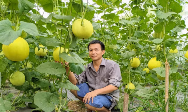 Mô hình khởi nghiệp rau sạch của anh Nguyễn Thanh Liêm (ở xã Việt Ðoàn, huyện Tiên Du) được vay vốn từ Tỉnh Ðoàn Bắc Ninh