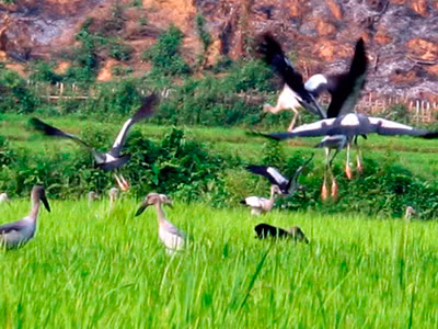 'Chim lạ' tại Lai Châu là loài nguy cơ tuyệt chủng