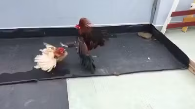 Mãn nhãn xem gà tung chưởng đánh nhau được quay chậm