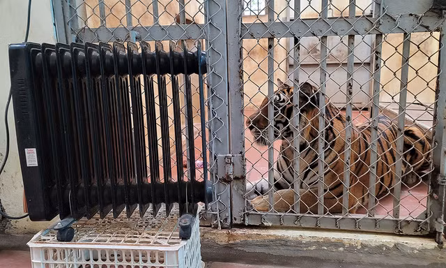 Hà Nội rét tê tái, sư tử phải nằm máy sưởi, hà mã ngâm nước ấm