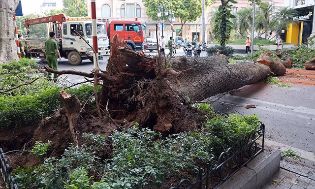 Trời tạnh ráo, cây xanh bất ngờ đổ chắn ngang phố Hà Nội