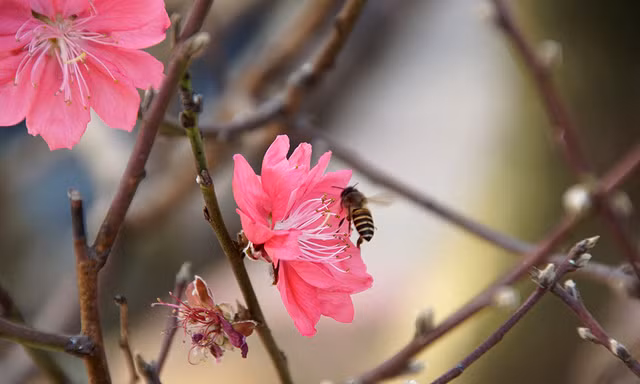 Đào cổ thụ Nhật Tân lên chậu sẵn sàng đón Tết 