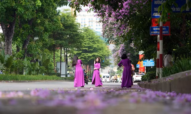 Xao xuyến sắc hoa bằng lăng 'nhuộm tím' đường phố Hà Nội 
