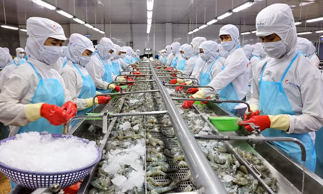 Tập đoàn Minh Phú cho rằng, nhiều thông tin mà cơ quan điều tra của Mỹ dẫn chiếu là không chính xác hoặc do nhầm lẫn, thậm chí mâu thuẫn hay do phía nguyên đơn cố tình cắt xén làm sai lệch nội dung thông tin.