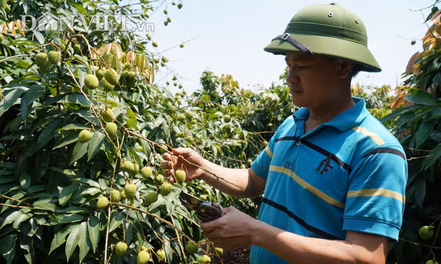 Bắc Giang đã lên các kịch bản tiêu thụ vải tươi trong năm 2020
