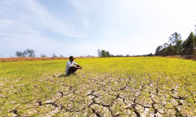 Hạn mặn gây thiệt hại 43.500 ha cây trồng ĐBSCL