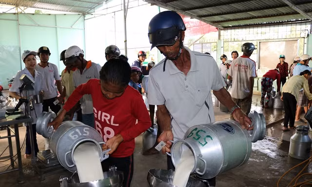 HTX bò sữa Evergrowth Sóc Trăng: 'Bà đỡ' của 10.000 nông dân