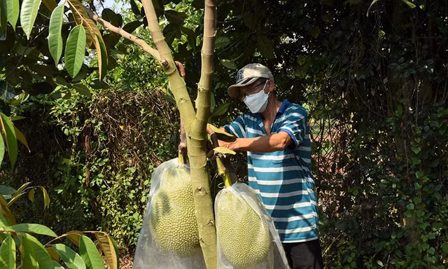 Nông dân ồ ạt trồng sầu riêng, mít, bơ, nhãn... ngành chức năng Bà Rịa-Vũng Tàu khuyến cáo 'nóng'