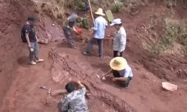 Trung Quốc mới phát hiện hóa thạch khủng long khổng lồ.