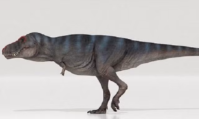 Khủng long bạo chúa T-Rex được cho là đi chậm hơn con người