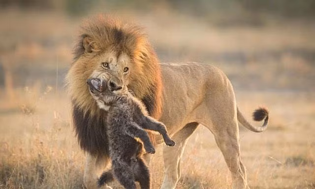 Sư tử giết linh cẩu.