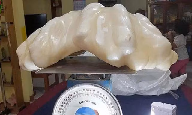 Viên ngọc trai vứt gầm giường được cho là lớn nhất thế giới.