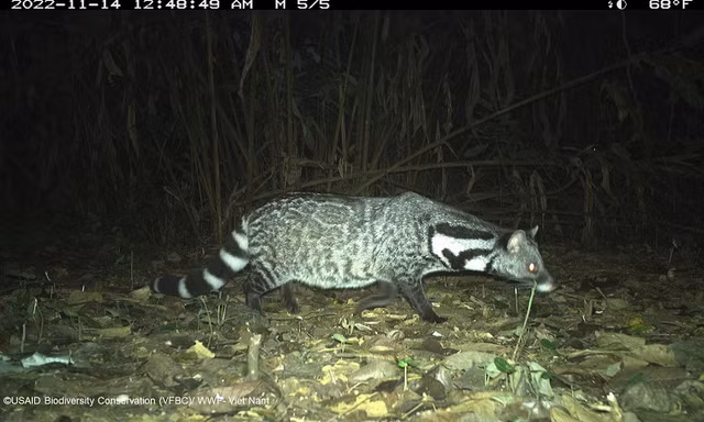 Lộ diện những loài vật bí ẩn trong rừng sâu Việt Nam