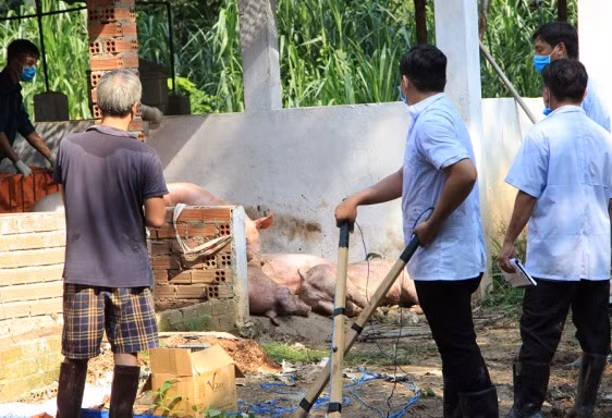 Dịch tả heo châu Phi tấn công, Bình Dương ra thông báo khẩn