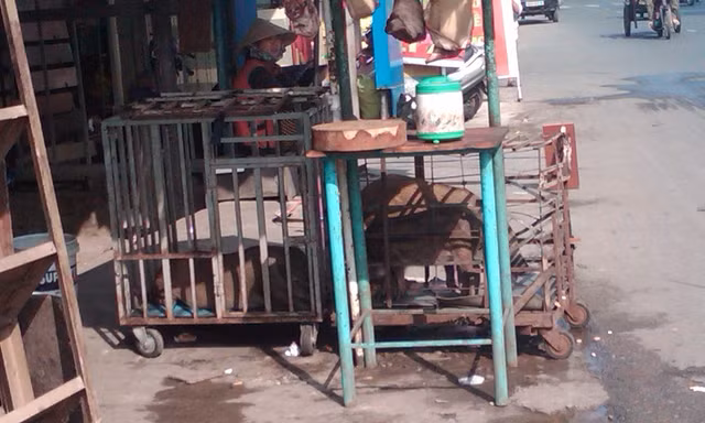 Heo thượng được bán dọc đường.