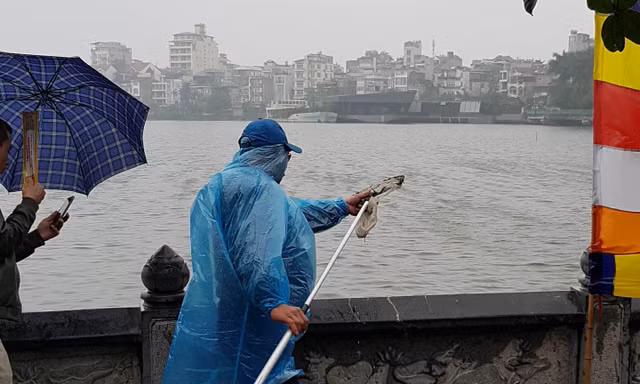 Rùa, cá vừa phóng sinh bị vợt ngay trước mắt tại chùa Trấn Quốc