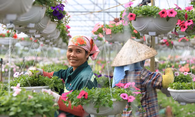 Ngày 8/3 của những người phụ nữ ở làng hoa nổi tiếng Hà Nội