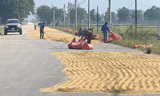 Bất chấp nguy hiểm, ngang nhiên biến quốc lộ thành sân phơi lúa