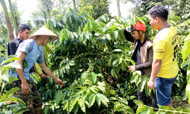Các thành viên trong tour tham quan vườn cà phê nhà anh Y DịuẢnh: H.T 