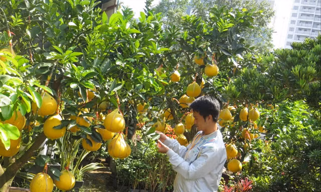 Những cây bưởi Diễn trái lúc lỉu trên đường Mai Chí Thọ (Q.2) được nhà vườn chăm sóc cẩn thận. Ảnh: U.P 