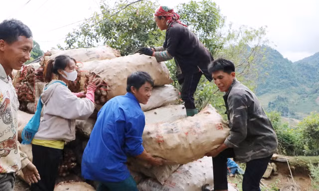 Dong riềng được mùa được giá
