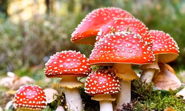 Lai Châu: Ăn nhầm nấm độc, 7 bà cháu cấp cứu, 2 bé tử vong