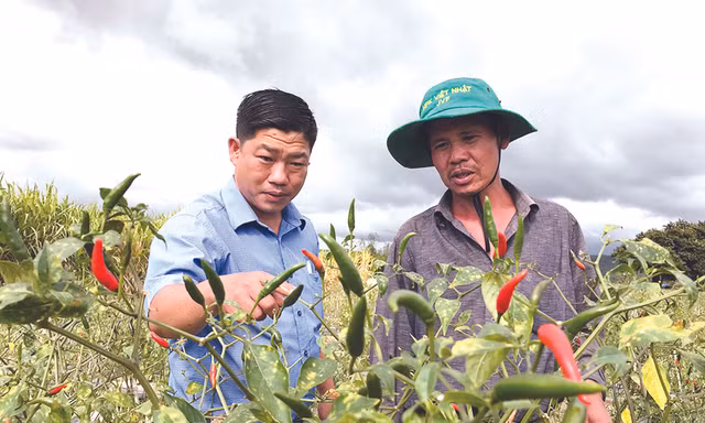Ông Phan Đình Sơn (đội mũ) rất vui khi nói về cách chăm sóc để vườn ớt cho quả trên vùng đất sỏi đá 