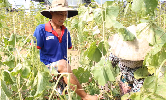 Dù mất đi đôi tay, nhưng anh Nguyễn Thế Cường vẫn tự mình xoay xở hầu hết mọi công việc tại 2 nhà kính hữu cơ của mình. Ảnh: Giang Thanh