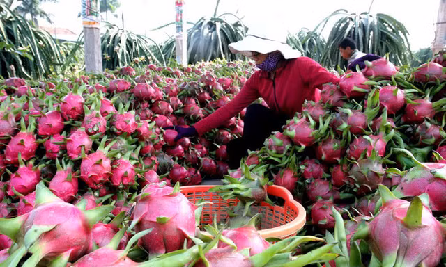 Thanh long - mặt hàng được Trung Quốc ưa chuộng. Ảnh: T.L