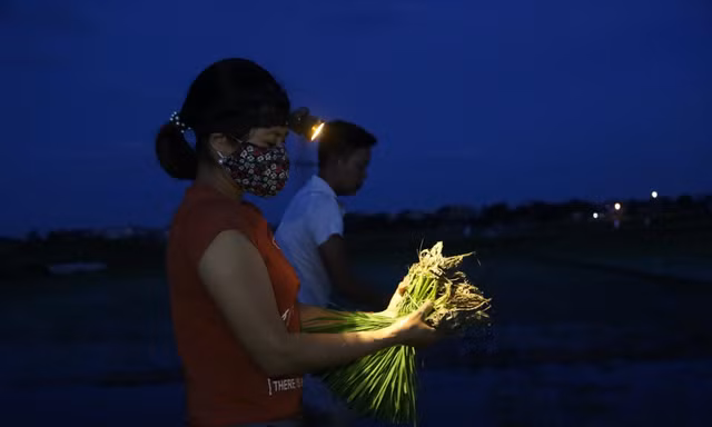Vợ chồng anh Nhật-chị Hương đi cấy lúa lúc 2h sáng