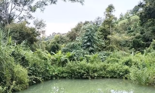Bốn trẻ nhỏ ở Đắk Nông chết đuối khi tắm hồ