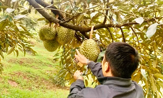 Bắt hai đối tượng cắt trộm 700 kg sầu riêng