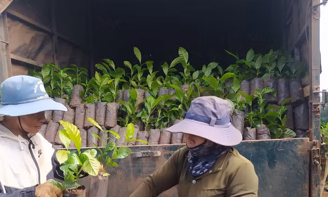 Giá cao kỷ lục, cây giống ‘cháy’ hàng, cảnh báo việc phá rừng trồng cà phê
