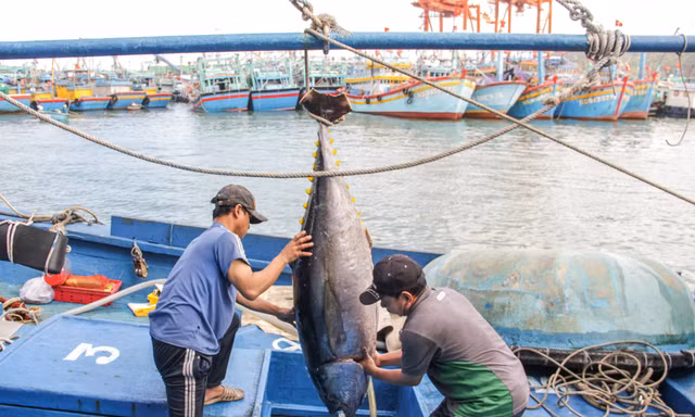 Bình Định: Hàng nghìn ngư dân vươn khơi bám biển xuyên Tết