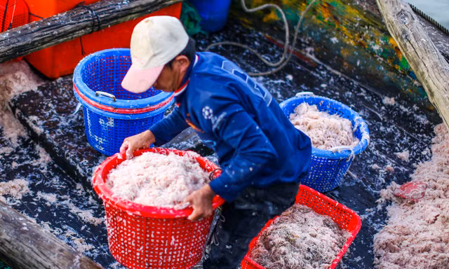Cận cảnh mẻ ruốc lớn ngư dân Bình Định vừa trúng đậm ngày áp Tết