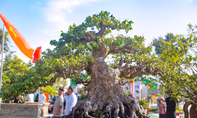 Hàng trăm gốc bonsai độc lạ quy tụ về phố huyện trung du Bình Định