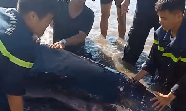 Cá nhà táng nặng hơn 2 tạ, dài 2,5m mắc cạn tại biển Quy Nhơn