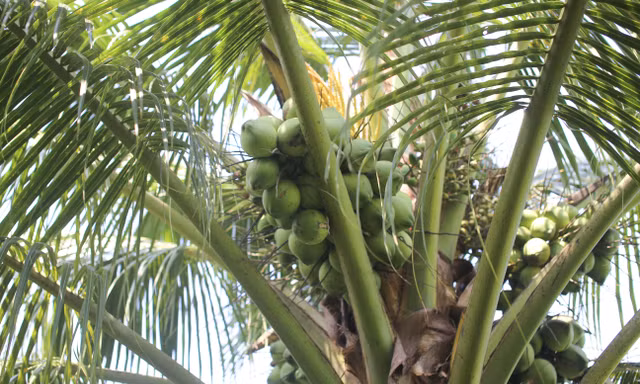 Độc lạ ‘cây dừa nhà tôi’