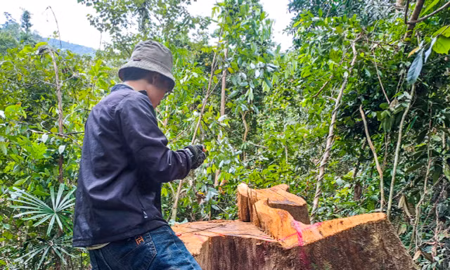 Vụ khai thác gỗ khủng trong rừng phòng hộ ở Bình Định: Có dấu hiệu tội phạm