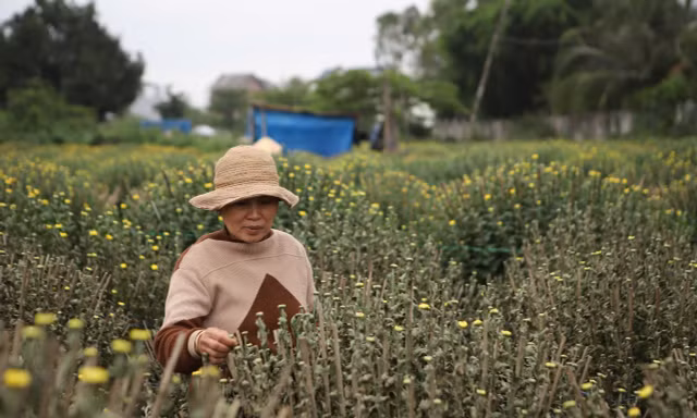 Nông dân xót xa vì hàng trăm chậu cúc Tết bất ngờ héo úa, chết khô chỉ sau một đêm 