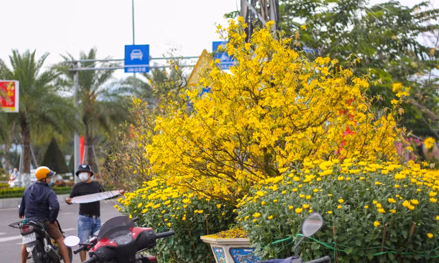 Mai vàng khoe sắc, hoa Tết xuống phố biển Quy Nhơn
