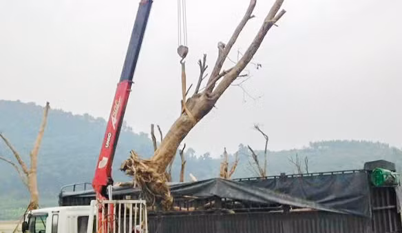 Cẩu cây duối, cần sắt máy cẩu gãy đè người lái tử vong