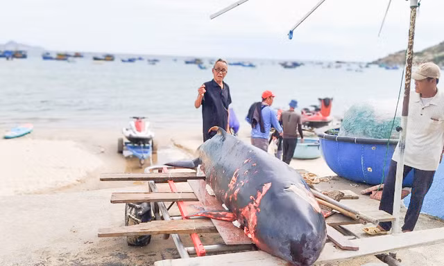 Cá voi nặng 50 kg dạt vào bờ biển trước Lăng Ông Nam Hải