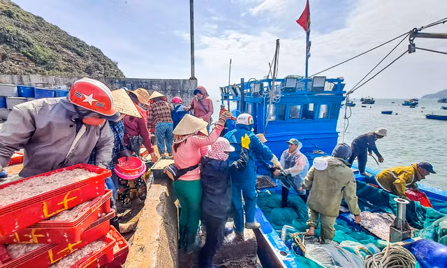 Ngư dân Bình Định 'hốt lộc' đầu năm