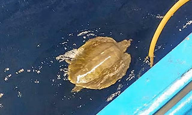 Ngư dân cứu cá thể đồi mồi dứa quý hiếm nặng 12kg dính lưới